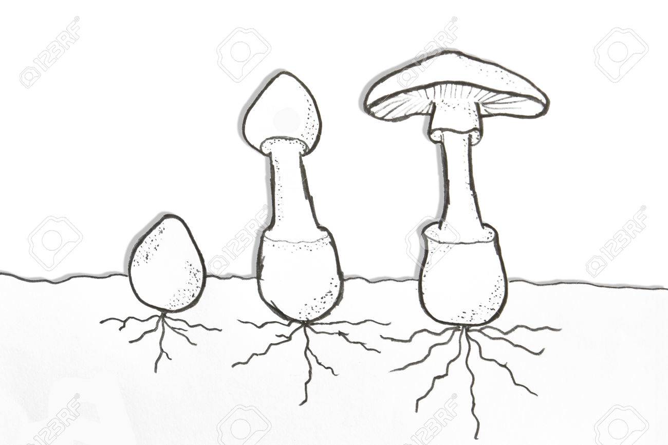 1300x866 Pencil Drawing Of Mushroom Growth Stock Photo, Picture And Royalty