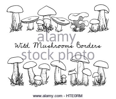 375x320 Group Of Mushroom Illustration, Drawing, Engraving, Vector, Line
