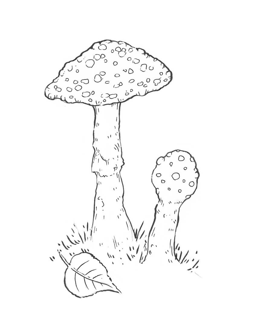 850x1097 How To Draw A Mushroom