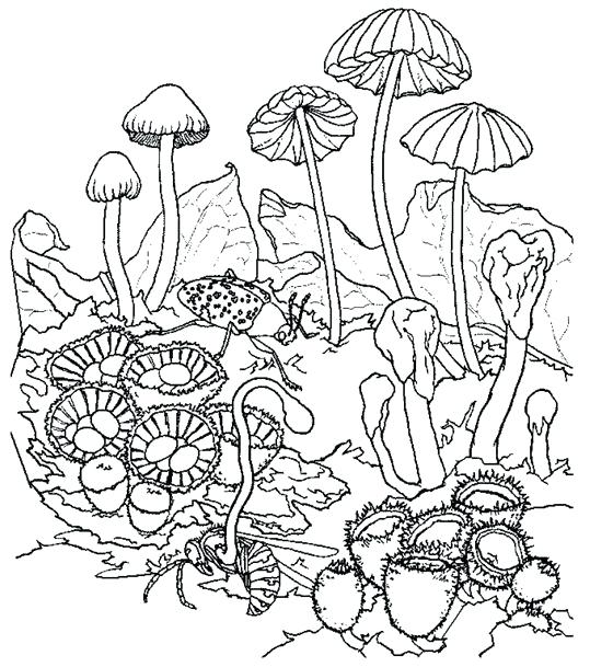 539x609 Trippy Mushroom Coloring Pages Mushrooms Coloring Pages