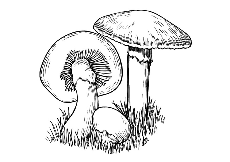 750x531 Coloring Page Mushrooms