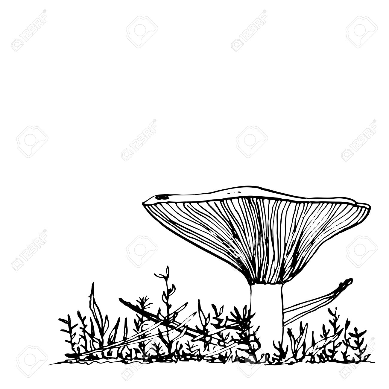 1300x1300 Drawn Mushroom Pen And Ink