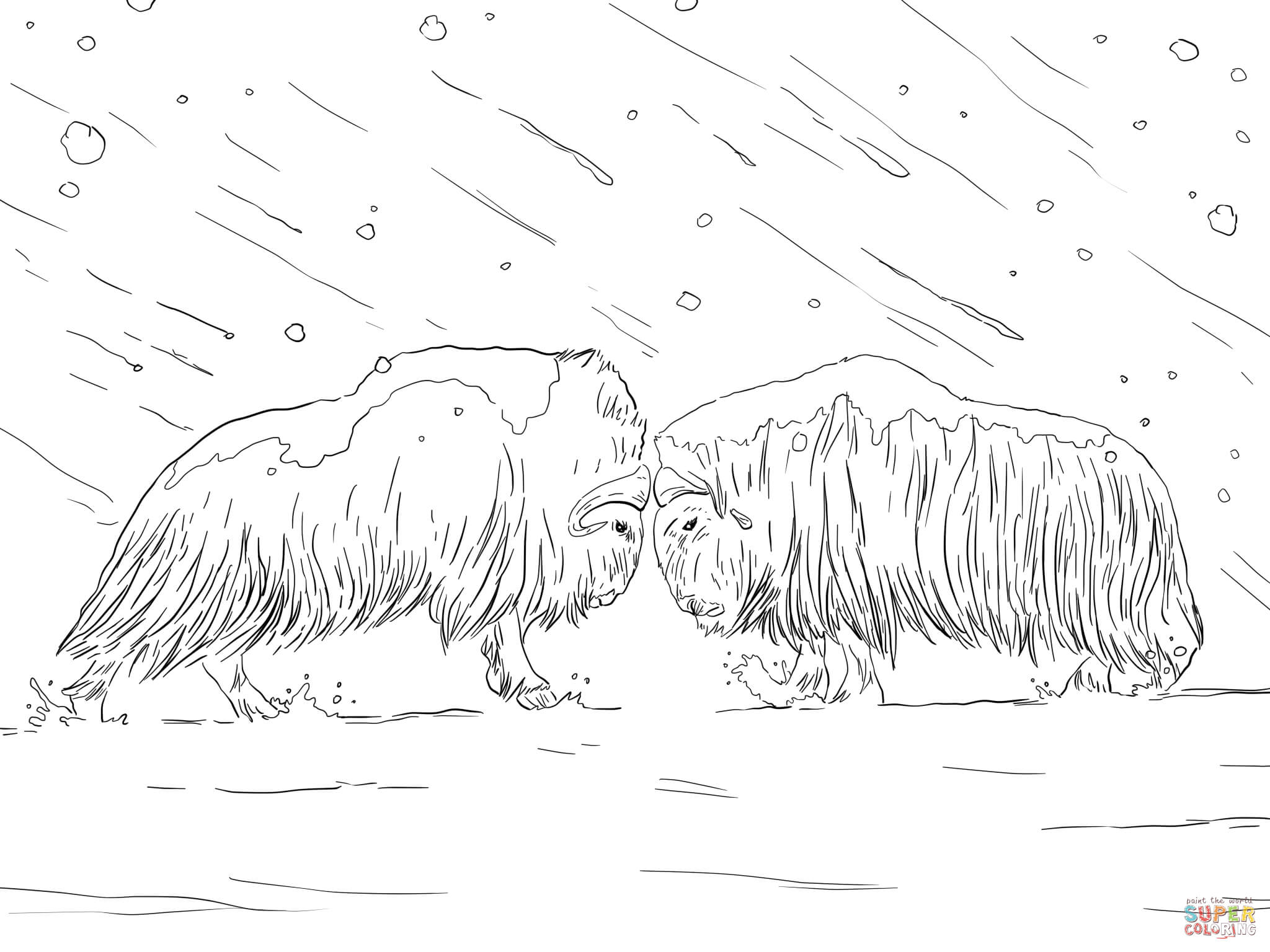 2048x1536 Musk Ox Coloring Pages Free Coloring Pages