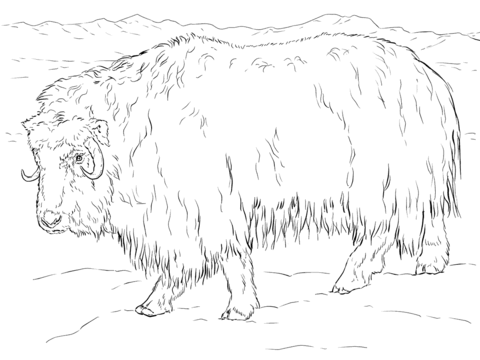 480x360 Realistic Musk Ox Coloring Page Free Printable Coloring Pages