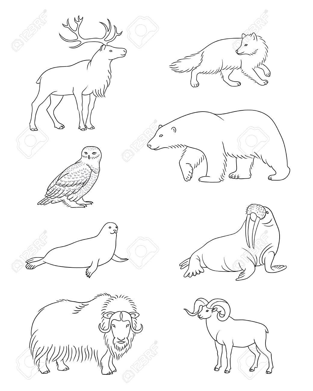 1040x1300 Set Of Stylized Vector Arctic Animals In Contours. Royalty Free