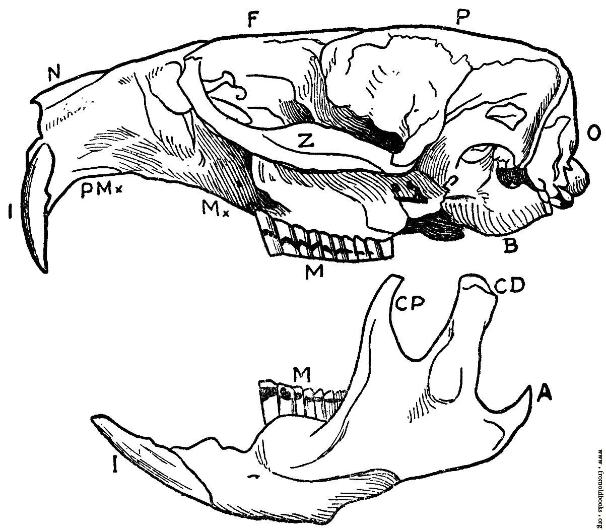 1203x1052 Skull And One Side Of Mandible Of Musk Rat.