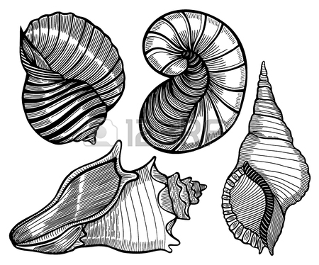 Mussel Drawing