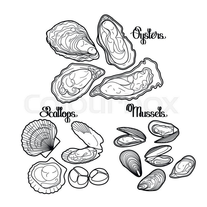 800x800 Graphic Vector Mussels, Oysters And Scallops Drawn In Line Art
