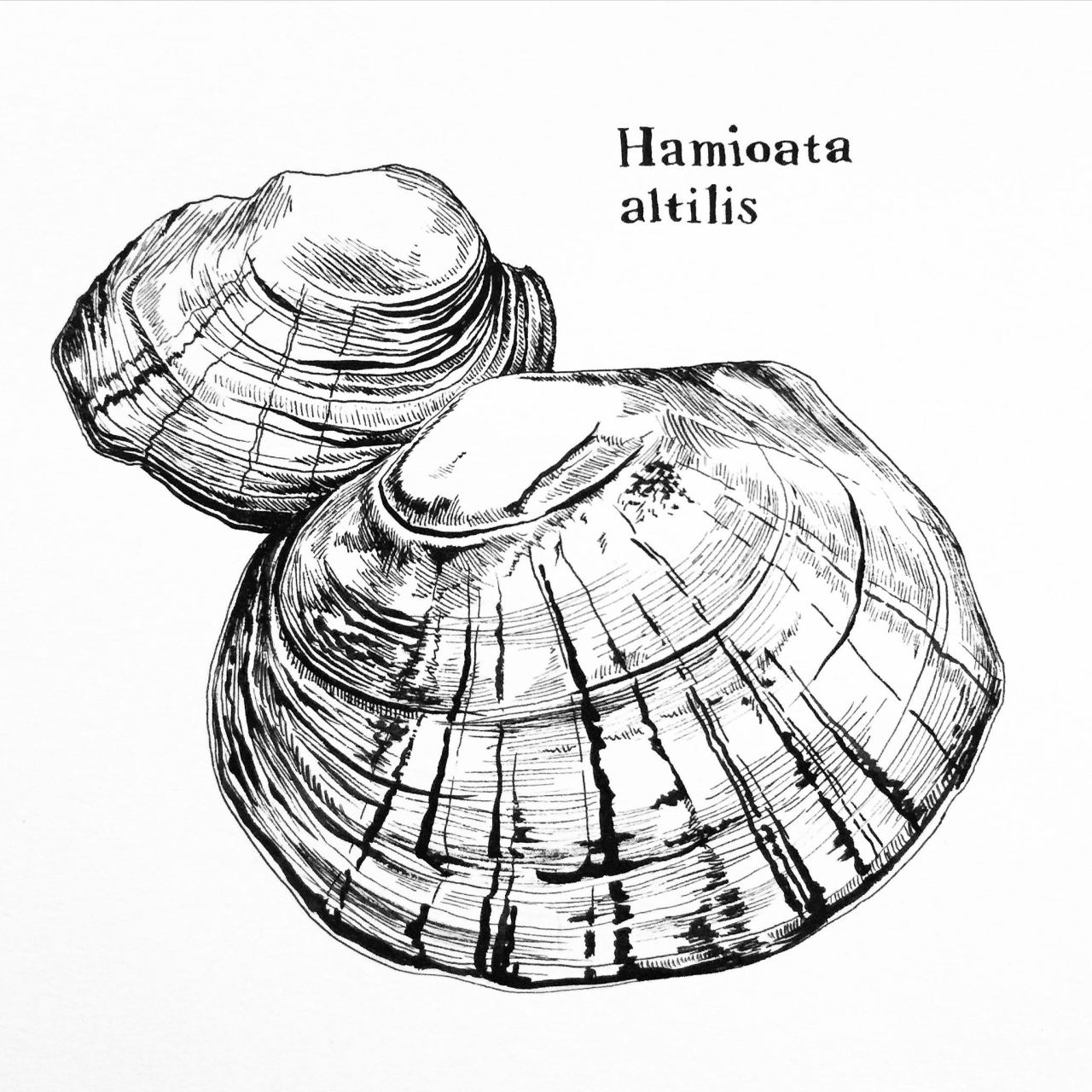 1280x1280 I Should Be Drawing Now Actual Name Of That Moth Is