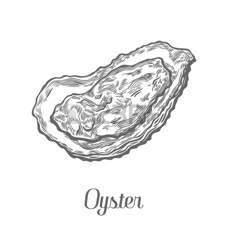 450x450 Mussels, Clam Seafood Marine Animal Sketch Vector Illustration