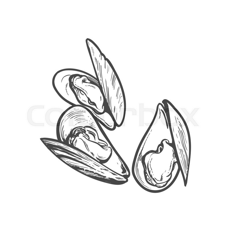 800x800 Vector Sketch Cartoon Sea Mussel, Oyster. Isolated Illustration