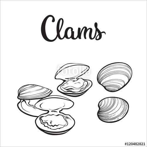 500x500 Clams, Mussels, Seafood, Sketch Style Vector Illustration Isolated
