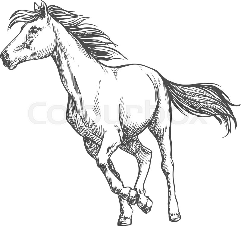 800x750 White Horse Running Freely. Wild Mustang Stallion Gallops Against