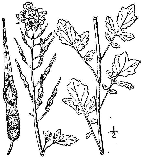 588x653 Mustard Nature's Restaurant A Complete Wild Food Guide