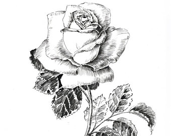 340x270 Daffodil Flower Art Narcissus Drawing Original Floral