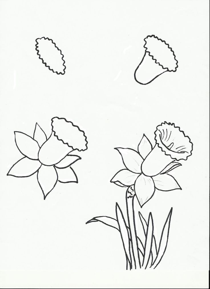 736x1012 Drawn Daffodil Beginner