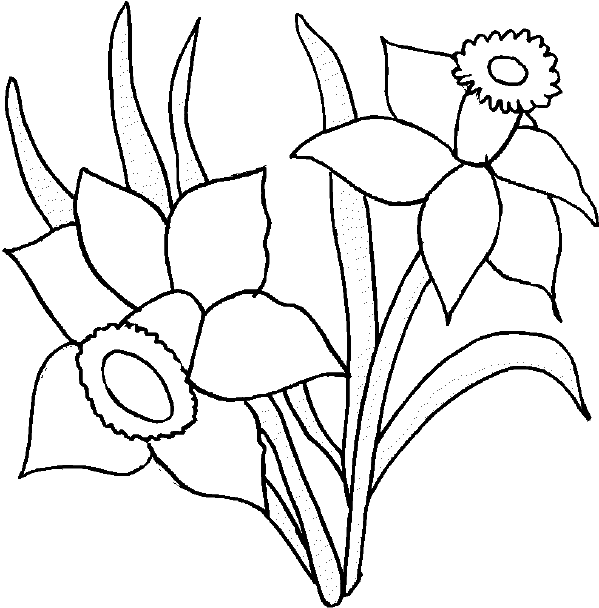 599x608 Drawn Daffodil For Kid Flower