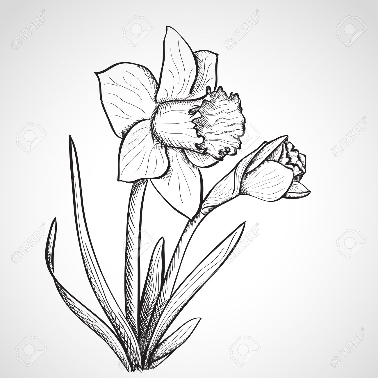 1300x1300 28437054 Sketch Daffodil Hand Drawn Ink Style Stock Photo.jpg