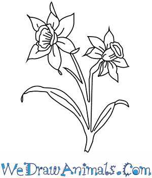 300x350 How To Draw A Narcissus Flower
