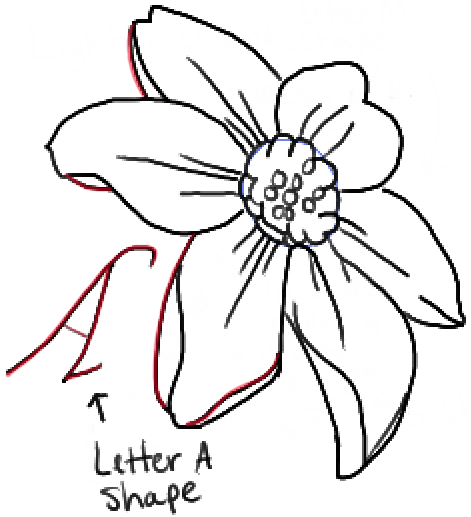 471x517 How To Draw A Narcissus Or Daffodil Flower With Easy Step By Step