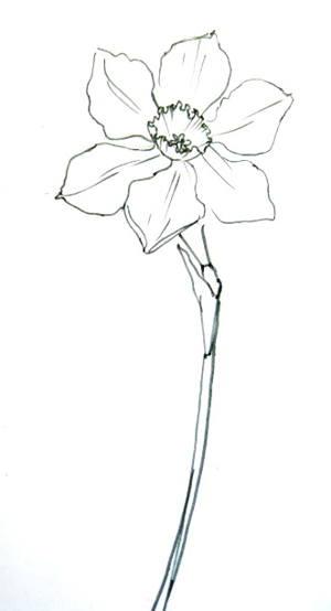300x554 How To Draw A Daffodil