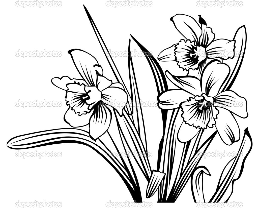 1023x827 Images For Gt Narcissus Flower Drawing Art Show