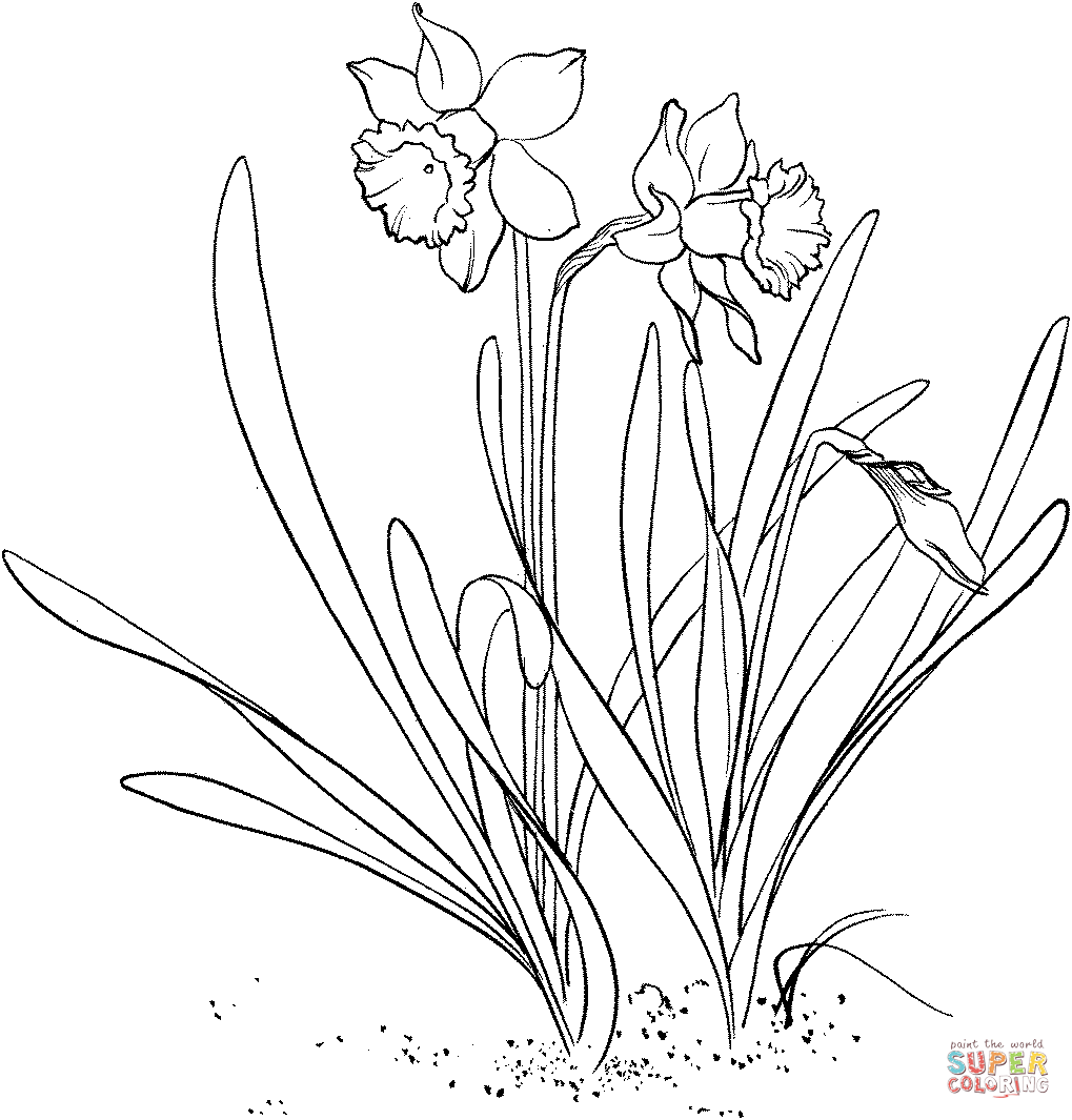1019x1065 Narcissus Coloring Pages