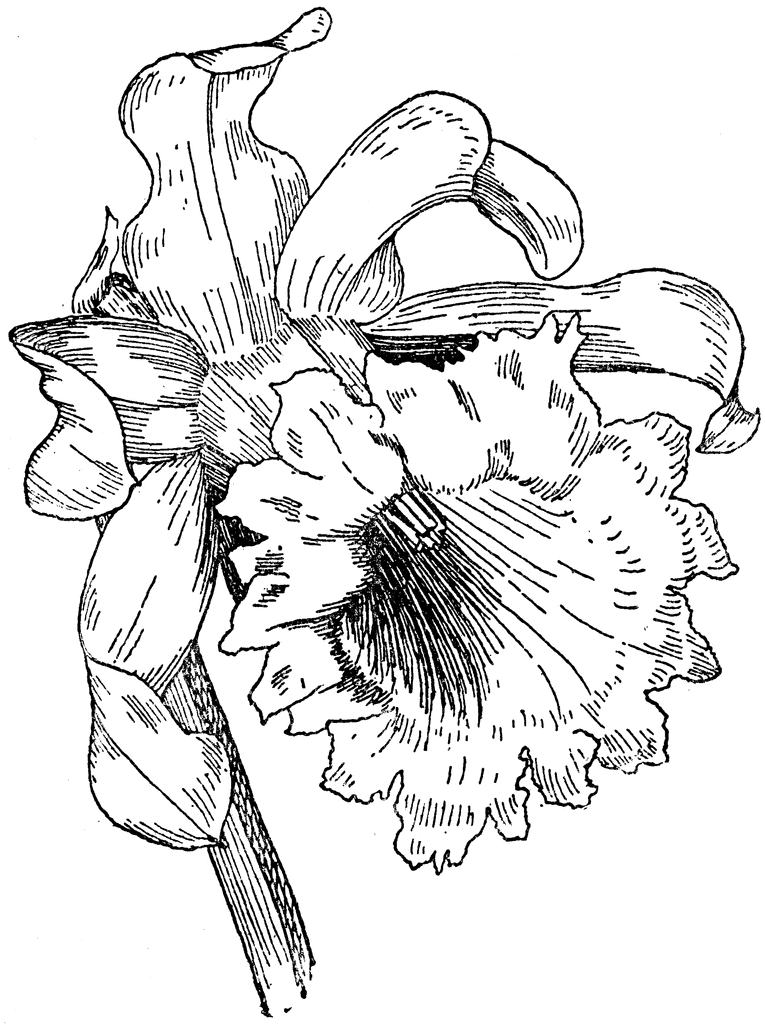 765x1024 Narcissus Maximus Clipart Etc