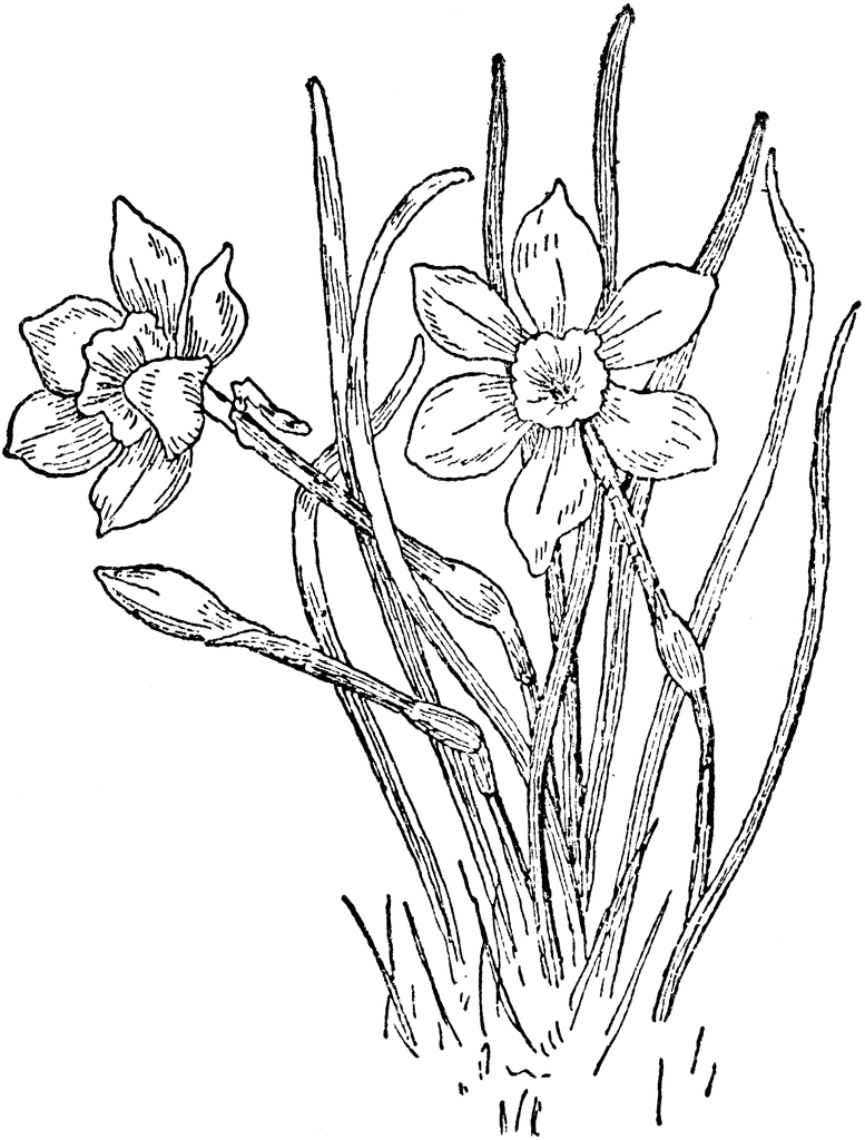 777x1024 Narcissus Rupicolus Clipart Etc