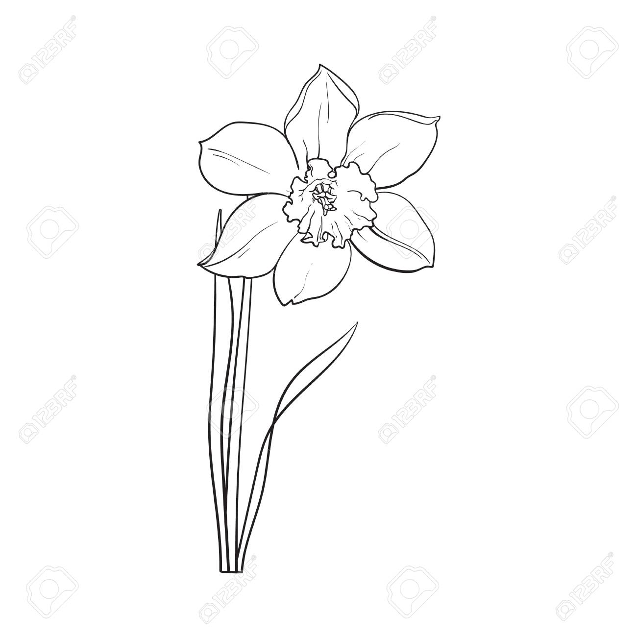 1300x1300 Single Daffodil, Narcissus Spring Flower With Stem And Leaves