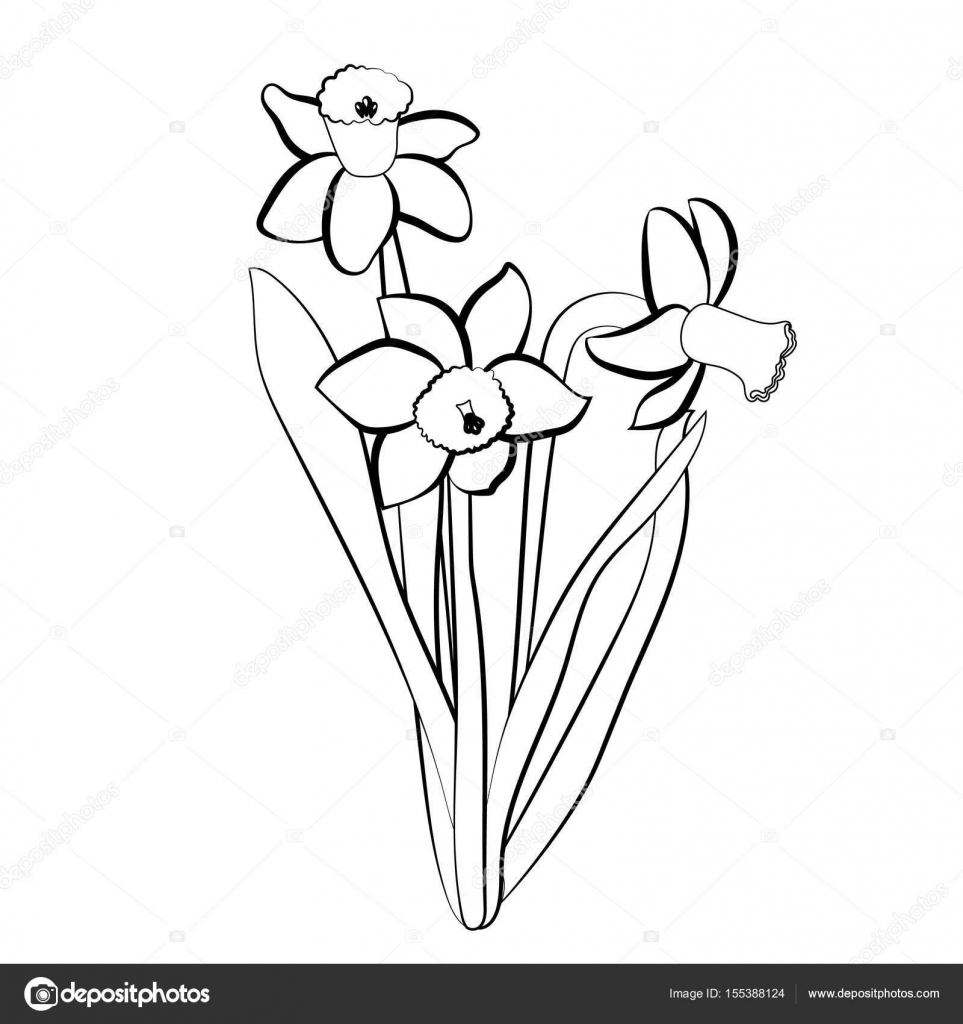963x1024 Three Hand Drawn Narcissus Flowers. Elegant Vintage Card. White