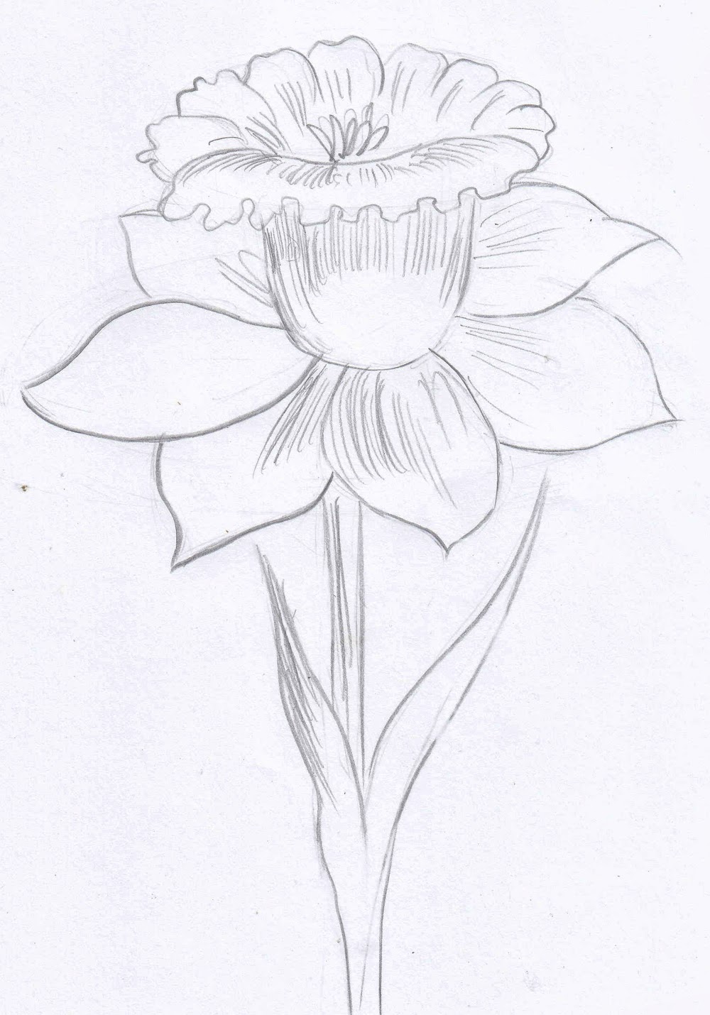 1000x1430 Weekly Doodles And Tuts How To Draw A Narcissusdaffodil