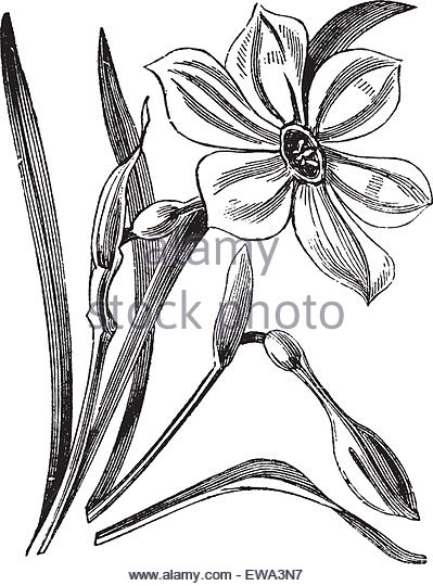 399x540 Daffodil Flower Illustration Drawing Engraving Stock Photos
