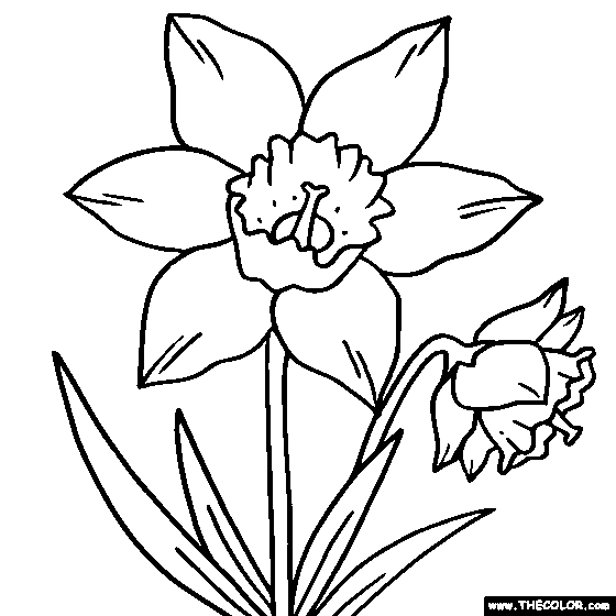 560x560 Daffodil Flower Online Coloring Page