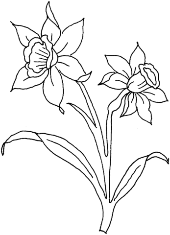 347x480 Daffodil Flowers Coloring Page Free Printable Coloring Pages