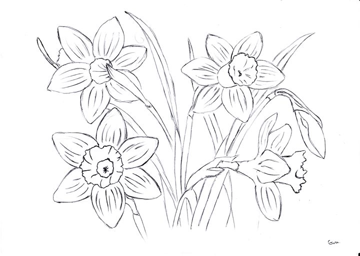 720x513 Daffodils