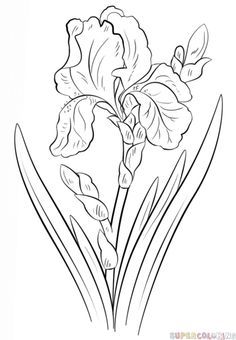 236x340 Drawn Daffodil Beginner