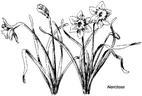 498x338 Narcissus Flower Drawing Images