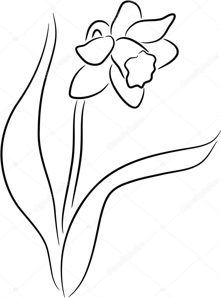 757x1023 Narcissus Stock Vector Tallisman