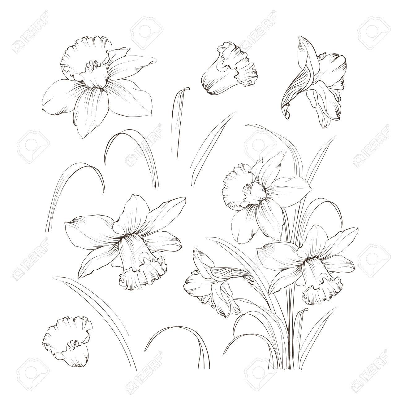1280x1300 Set Of Line Drawing Narcissus. Daffodils Blossom Bundle. Black