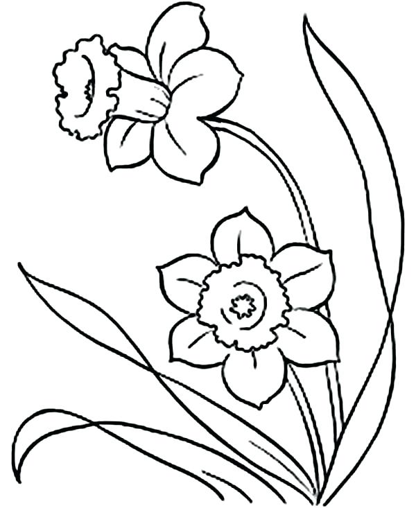 600x733 Daffodil Coloring Page Synthesis.site