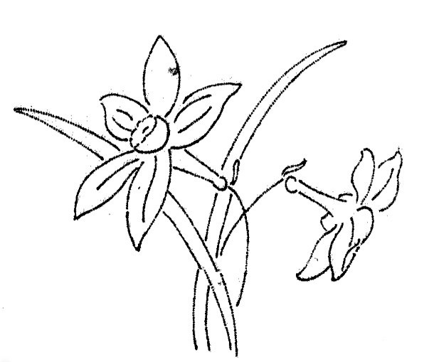 603x509 Narcissus Embroidery And Patterns