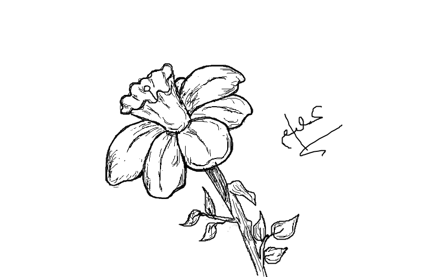 821x540 Narcissus Flower Drawing Book