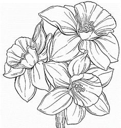 236x249 Pencil Drawing Daffodil