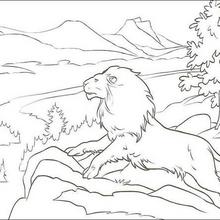 220x220 The Lion Aslan Coloring Pages