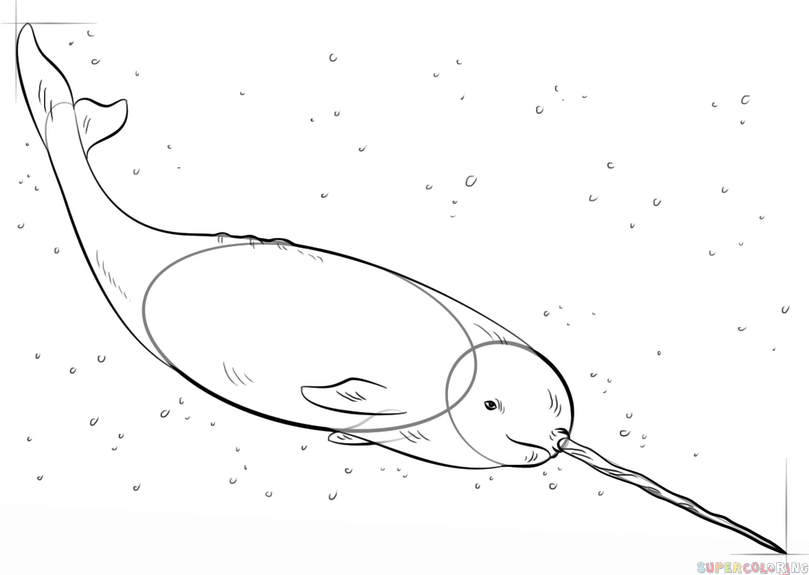 809x575 How To Draw A Narwhal Step By Step Drawing Tutorials