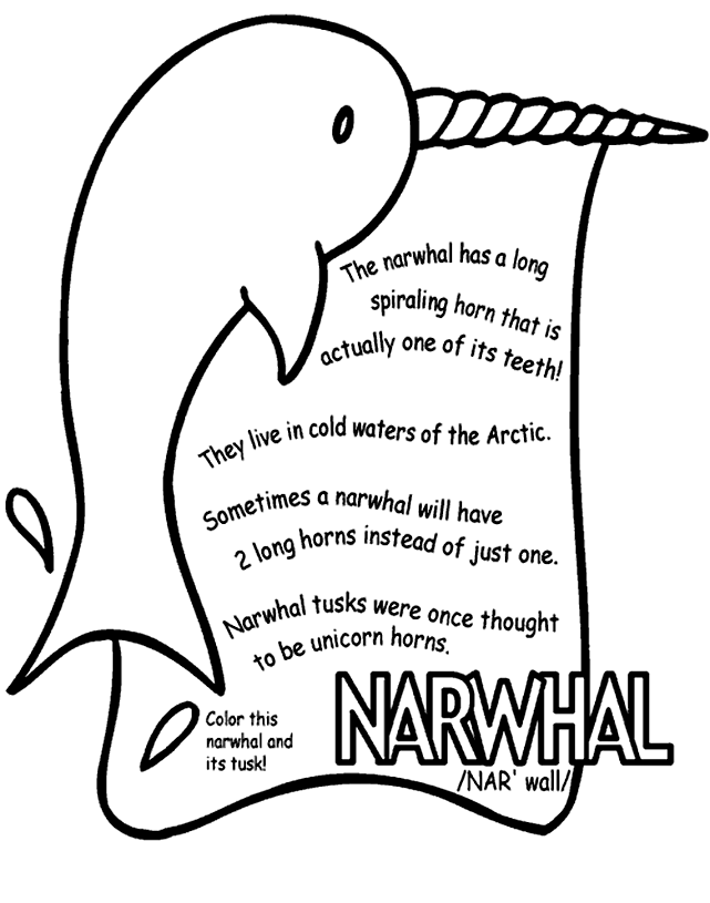 641x815 Narwhal Coloring Page