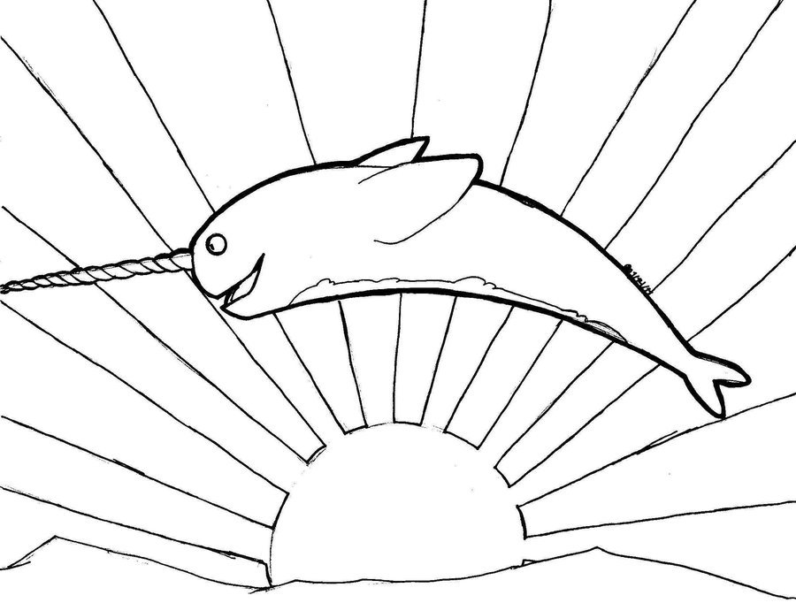 900x682 How To Draw Narwhals Cartoon Narwhal Drawing