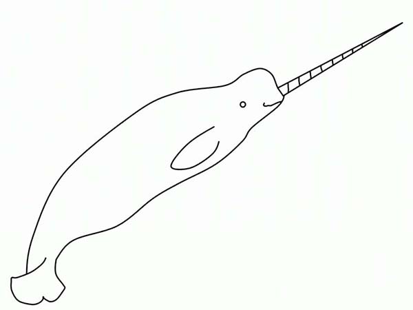 600x450 Amazing Narwhal Coloring Page