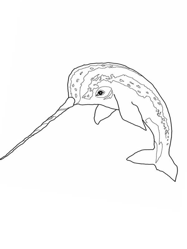 600x800 Awesome Narwhal Coloring Page Marine Studies